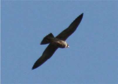 Peregrine Falcon - ML643536854