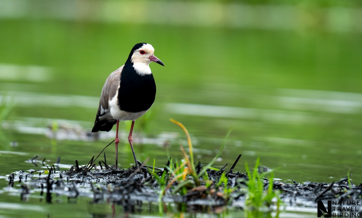 Long-toed Lapwing - ML643536858