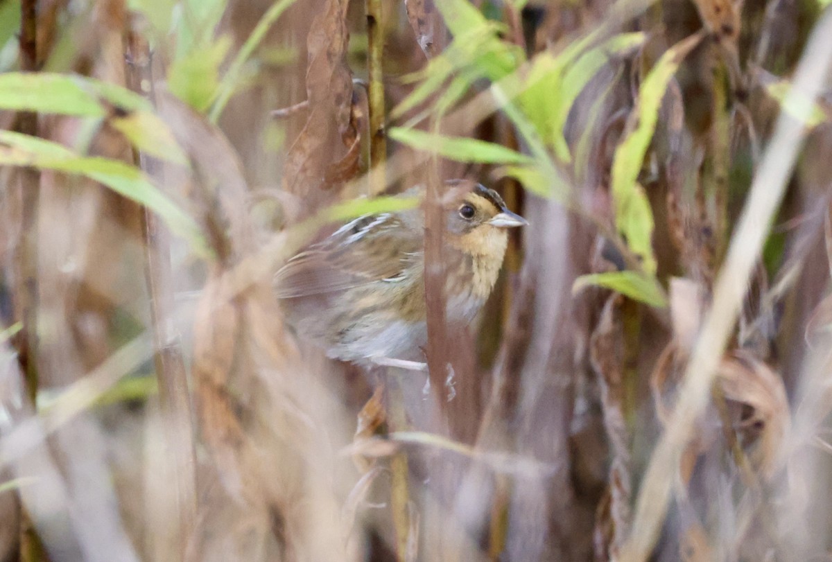 Nelson's Sparrow - ML643536862