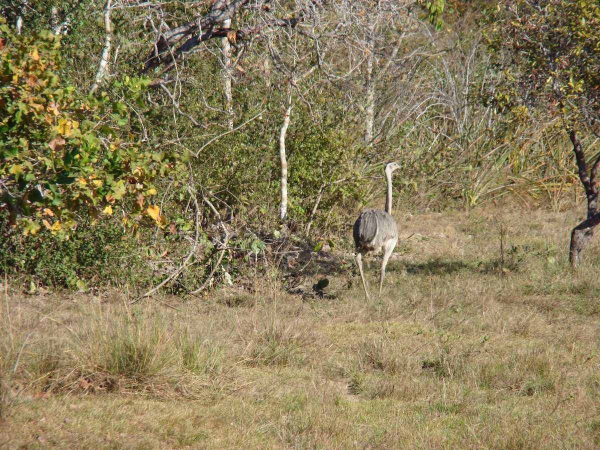 Greater Rhea - ML643536869