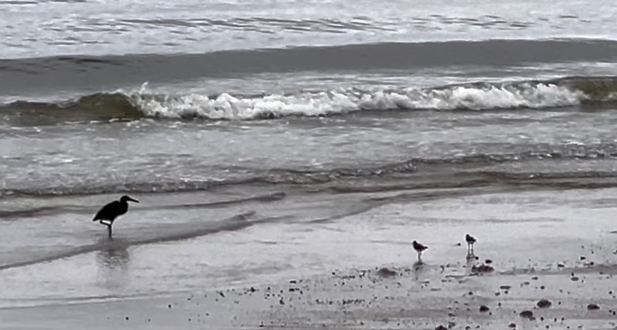 strandsnipe - ML643536872