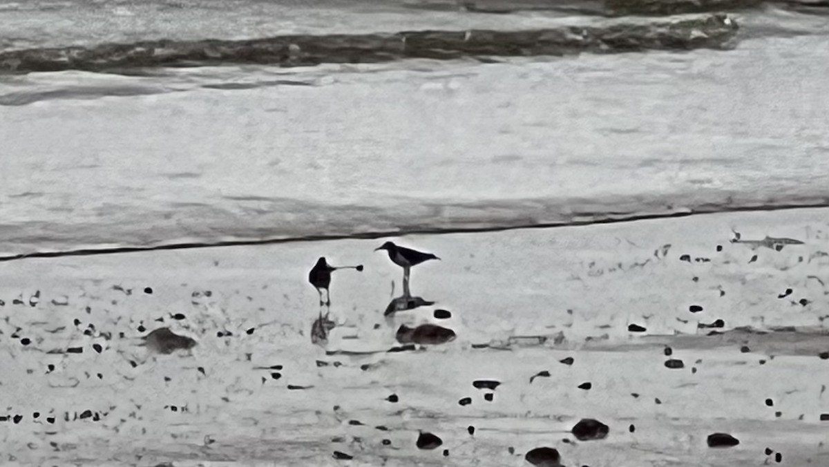 strandsnipe - ML643536873