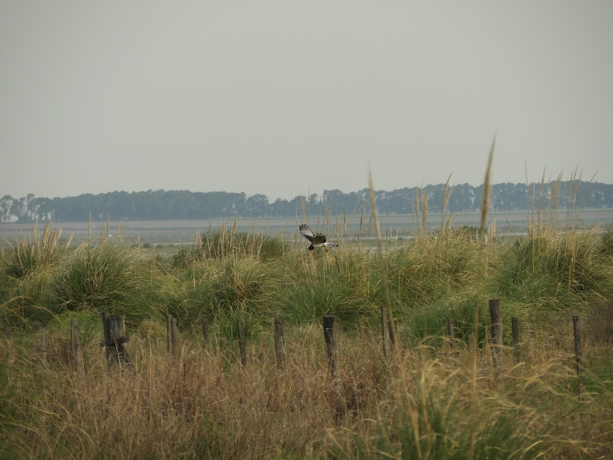 langvingekjerrhauk - ML643536877