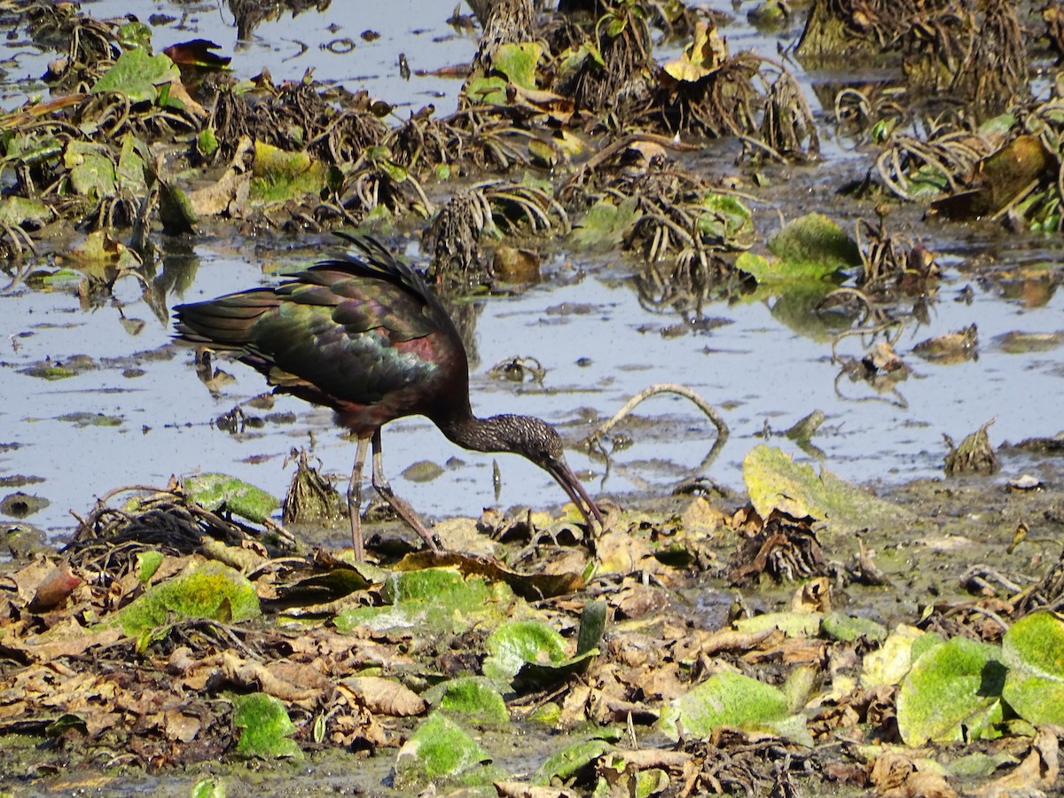 bronseibis - ML643536881