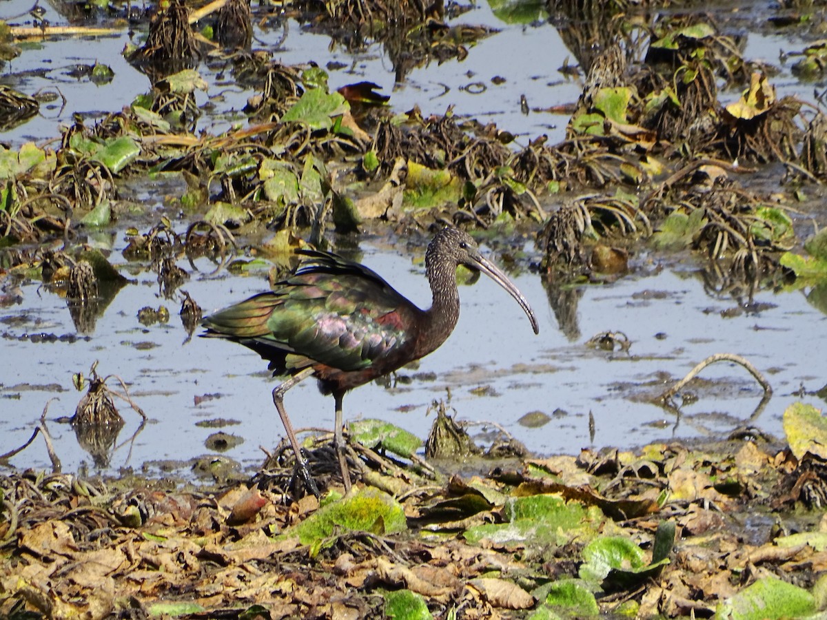 bronseibis - ML643536882