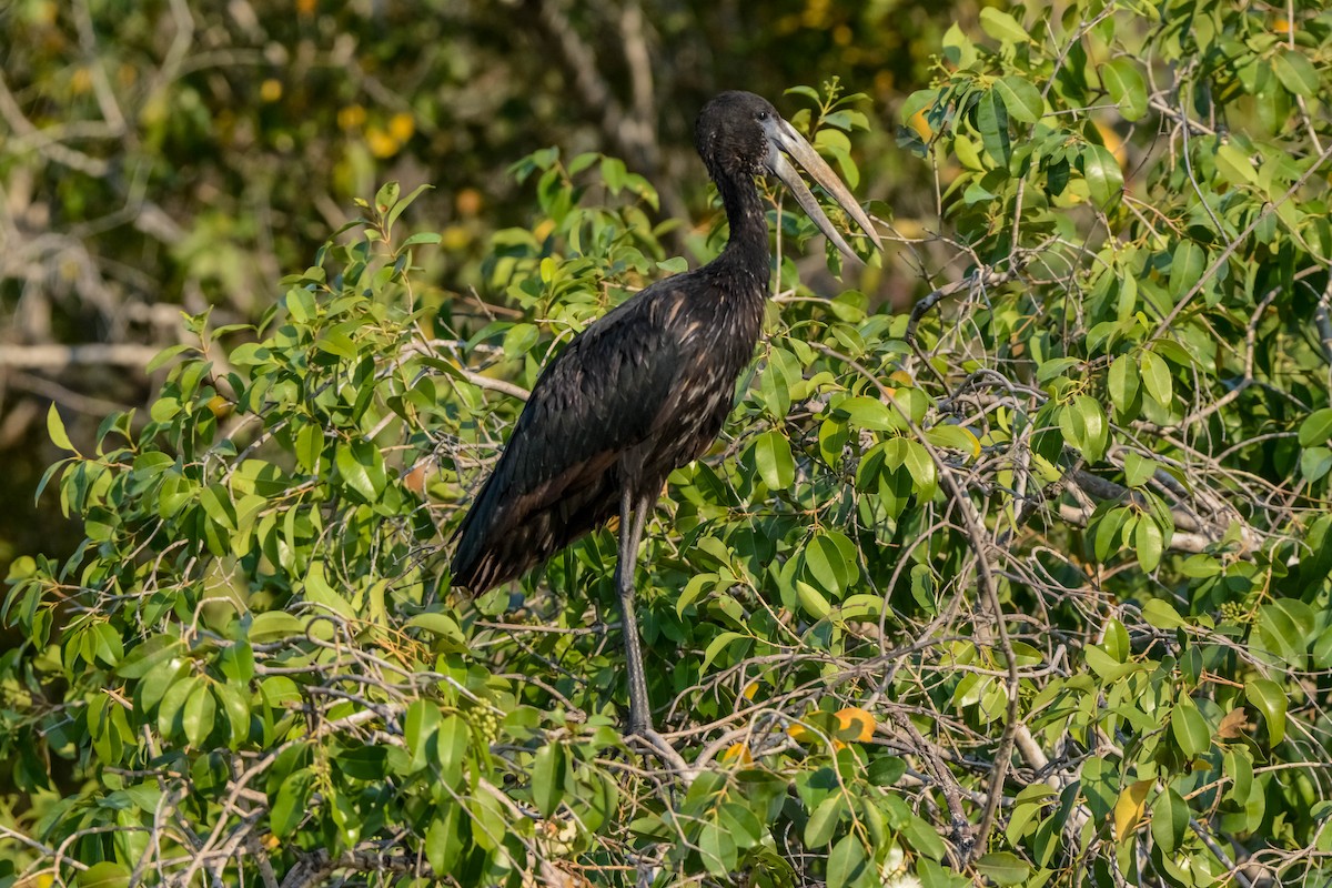African Openbill - ML643536883
