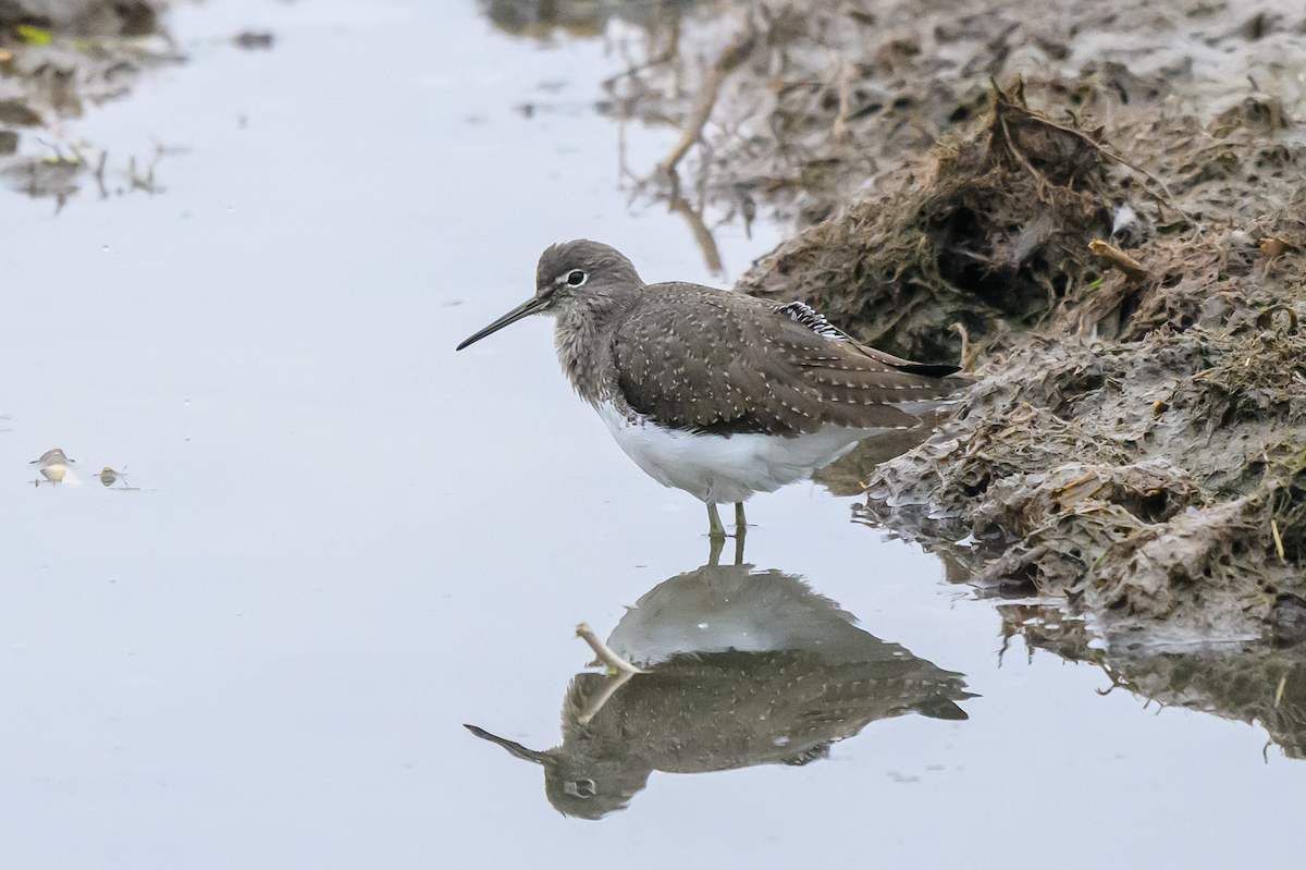 skogsnipe - ML643536895
