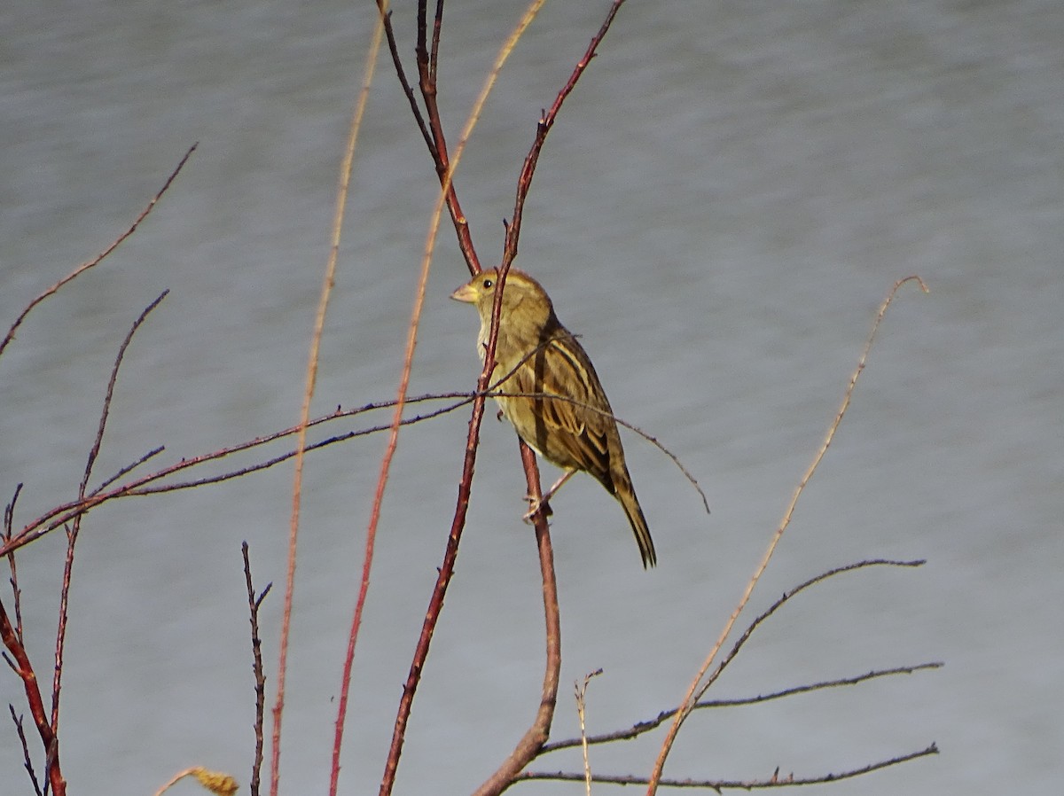 Spanish Sparrow - ML643536935