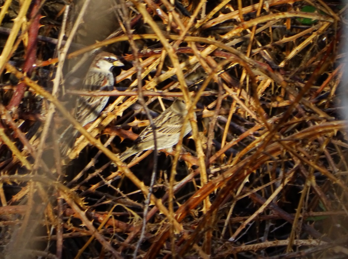 Spanish Sparrow - ML643536937