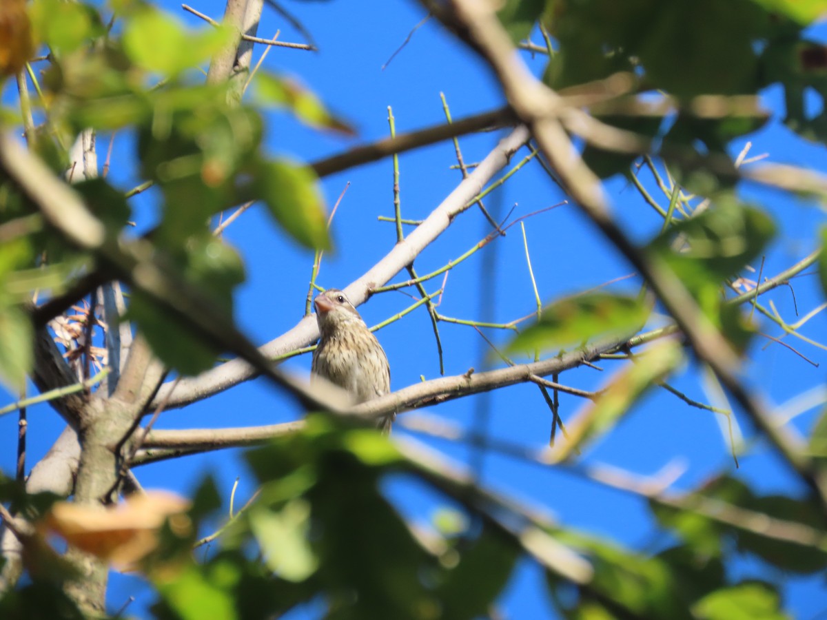 Rose-breasted Grosbeak - ML643536938