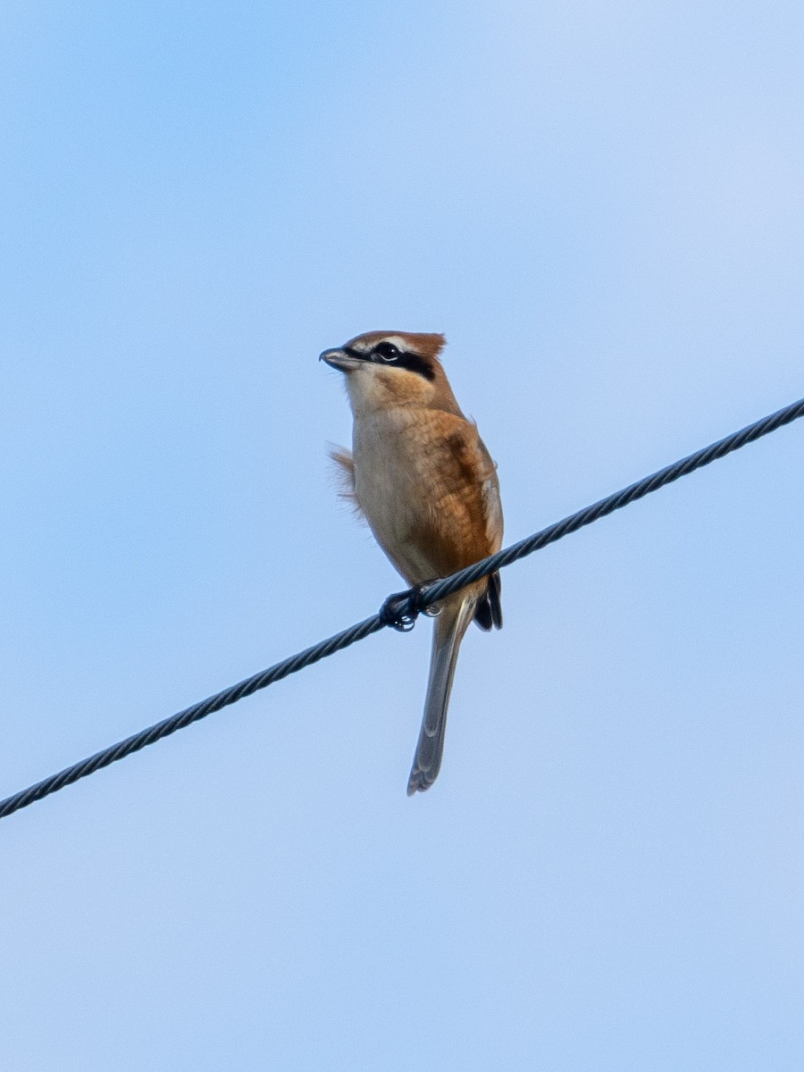 Bull-headed Shrike - ML643536939