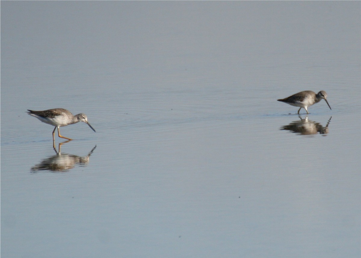Short-billed/Long-billed Dowitcher - ML643536940