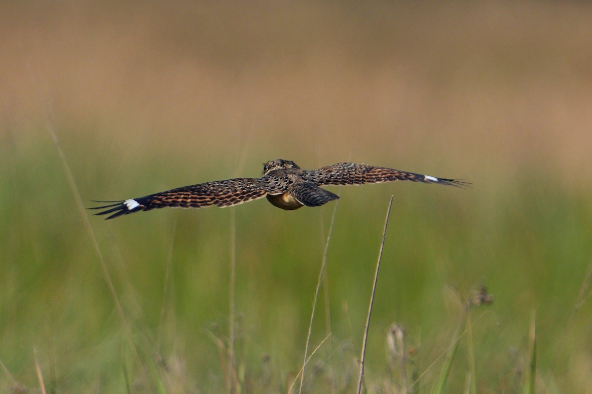 Swamp Nightjar - ML643536946