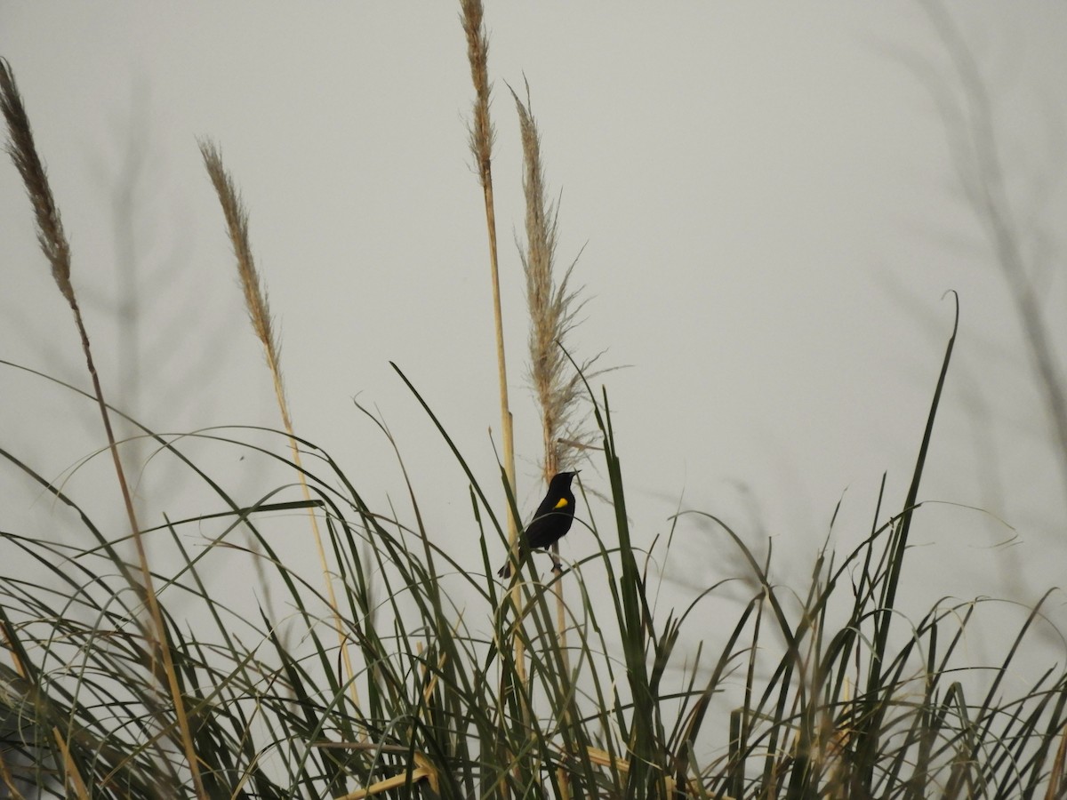 Yellow-winged Blackbird - ML643536947
