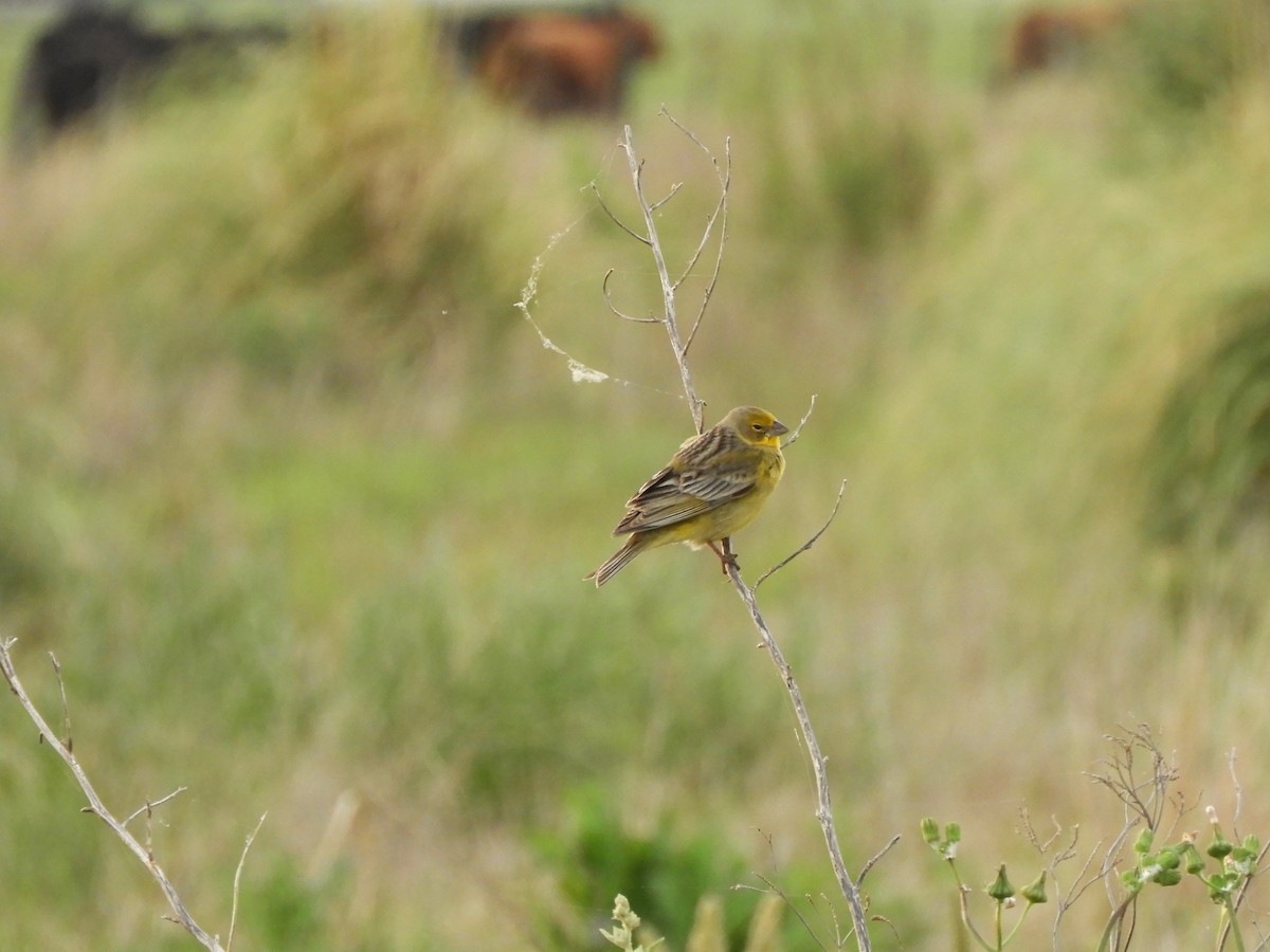 Grassland Yellow-Finch - ML643536954