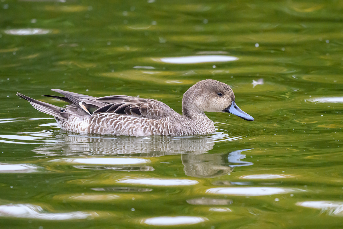Northern Pintail - ML643536958