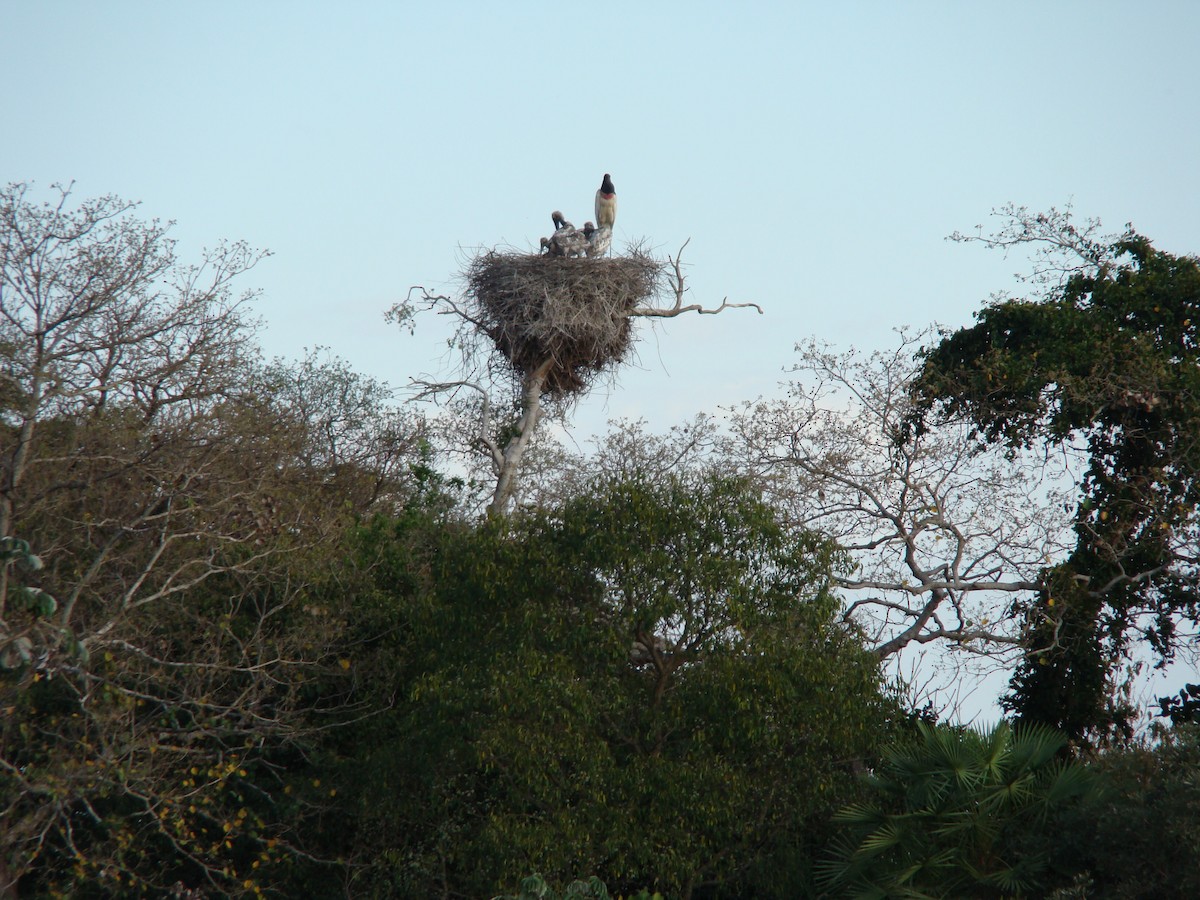 Jabiru - ML643536964