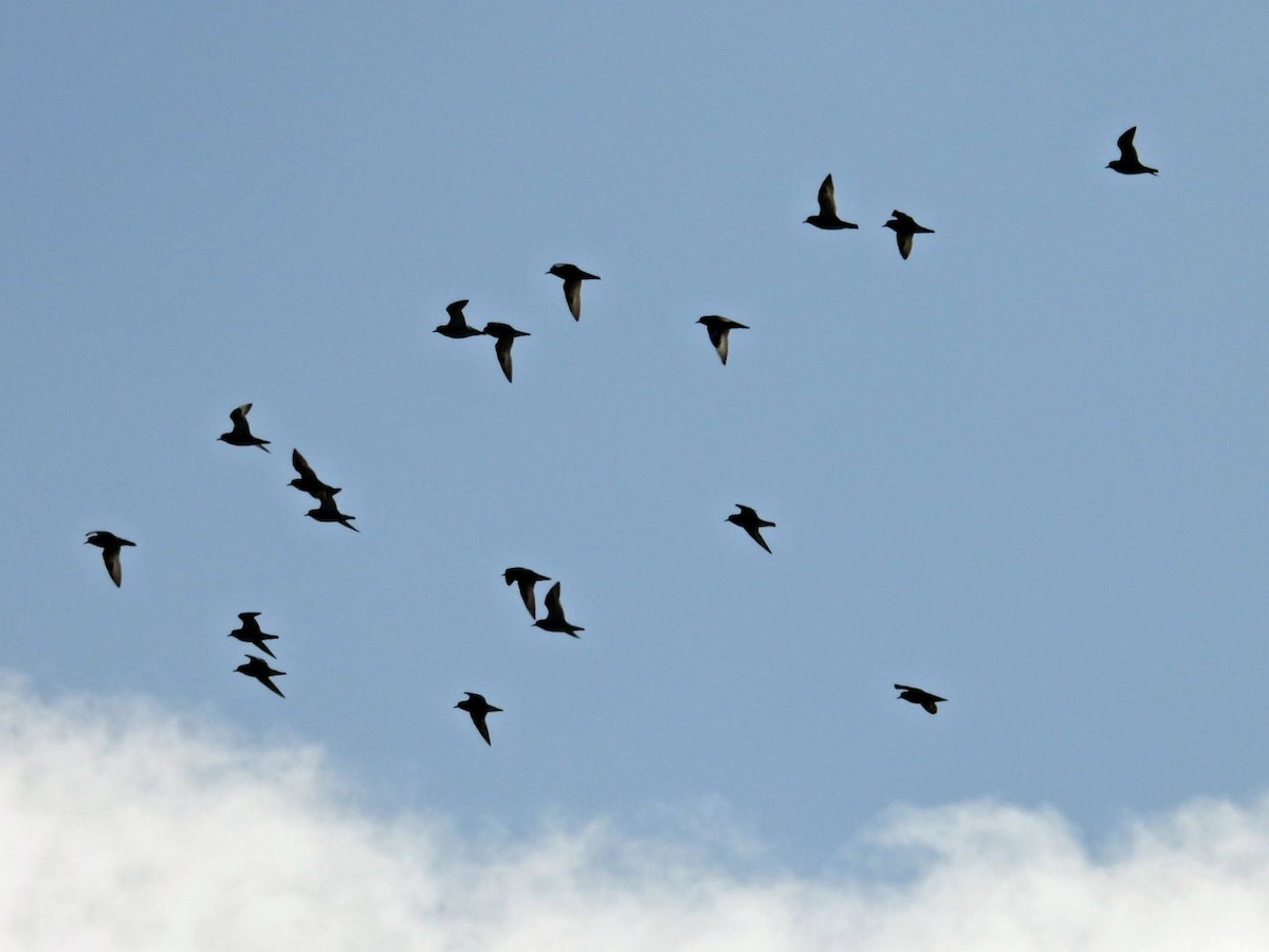 European Golden-Plover - ML643536970