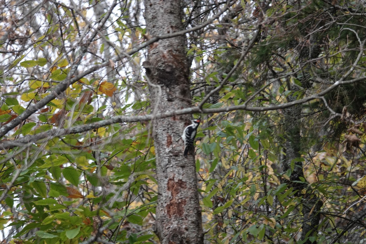 Hairy Woodpecker - ML643536991