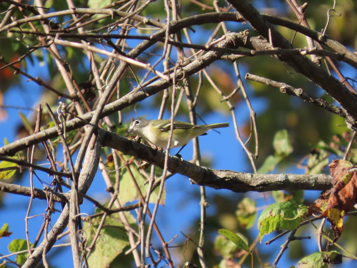 Blue-headed Vireo - ML643537001