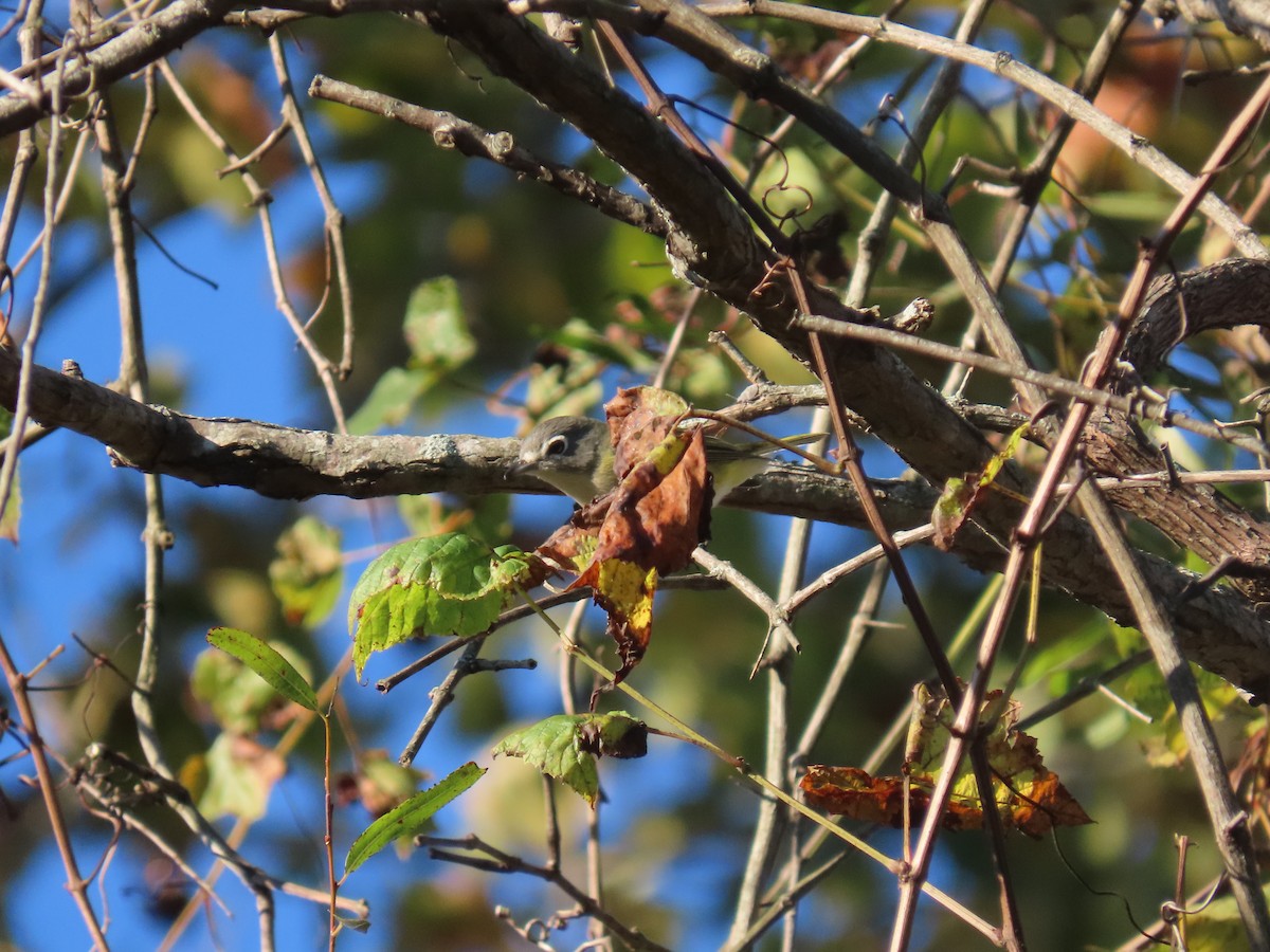 Blue-headed Vireo - ML643537011