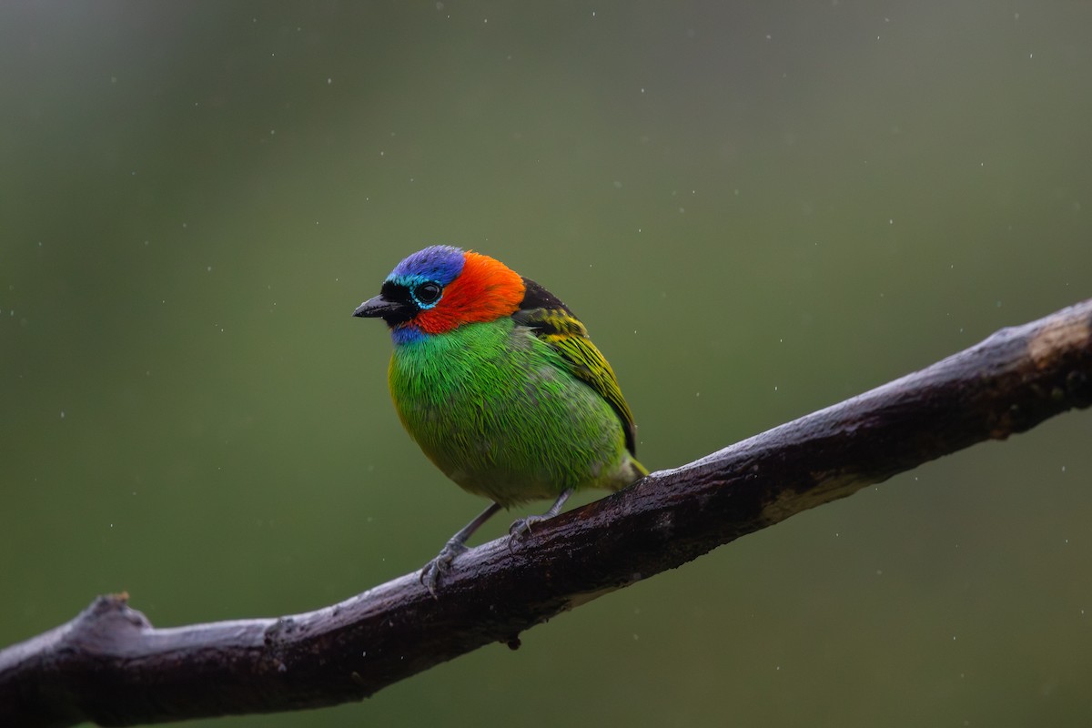 Red-necked Tanager - ML643537015