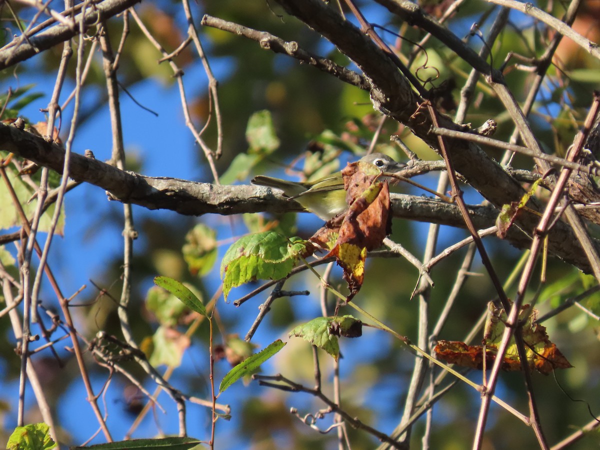Blue-headed Vireo - ML643537017