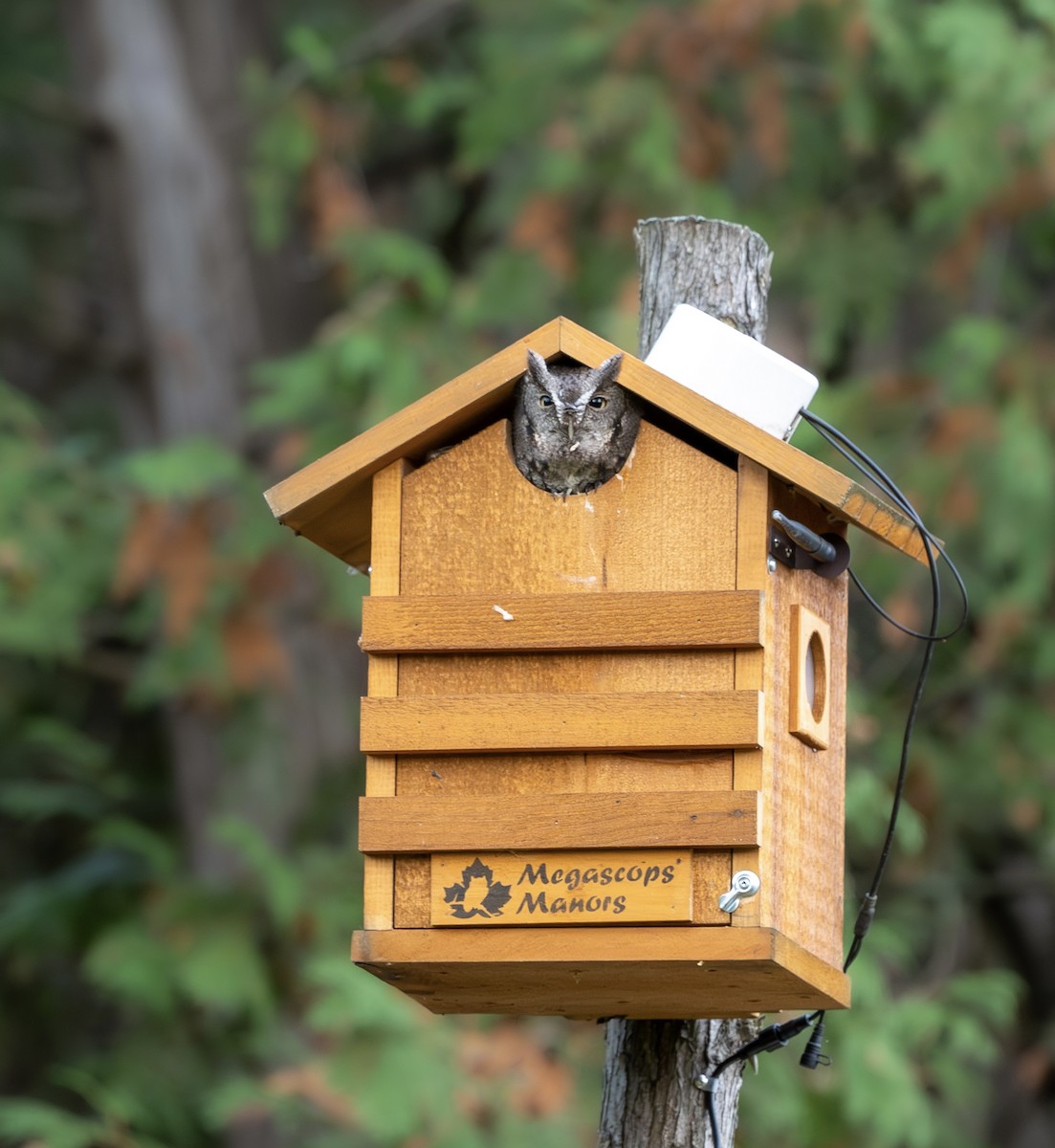 Eastern Screech-Owl - ML643537021