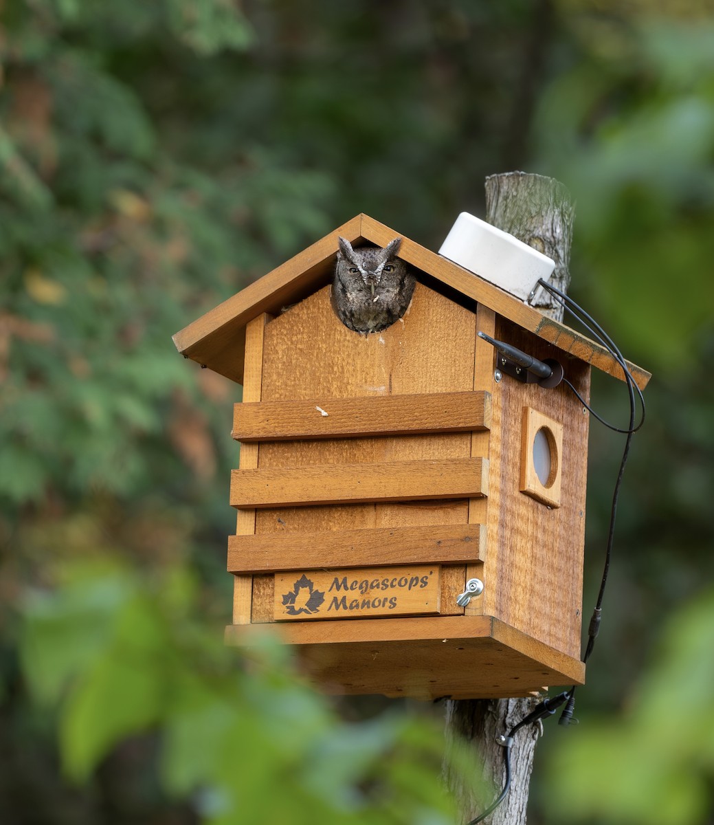Eastern Screech-Owl - ML643537022