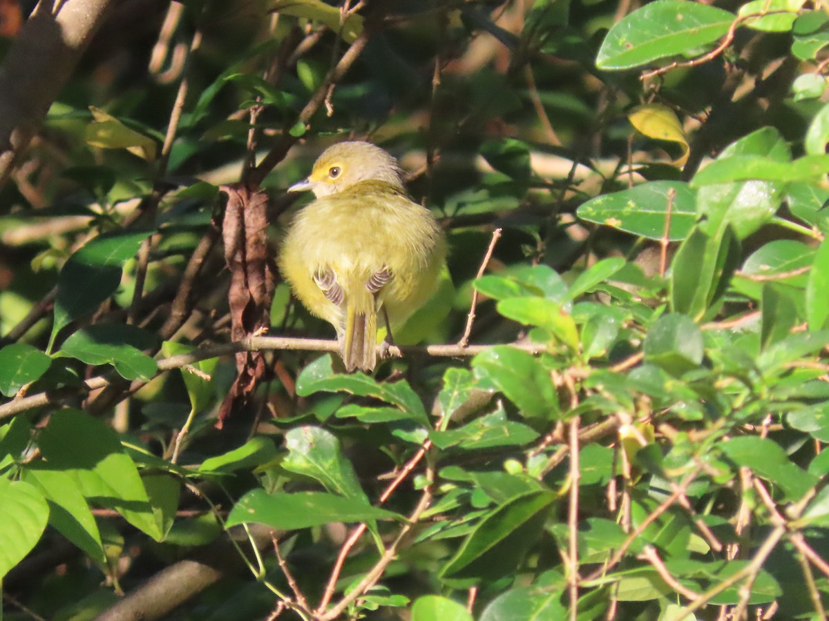 Ak Gözlü Vireo - ML643537032