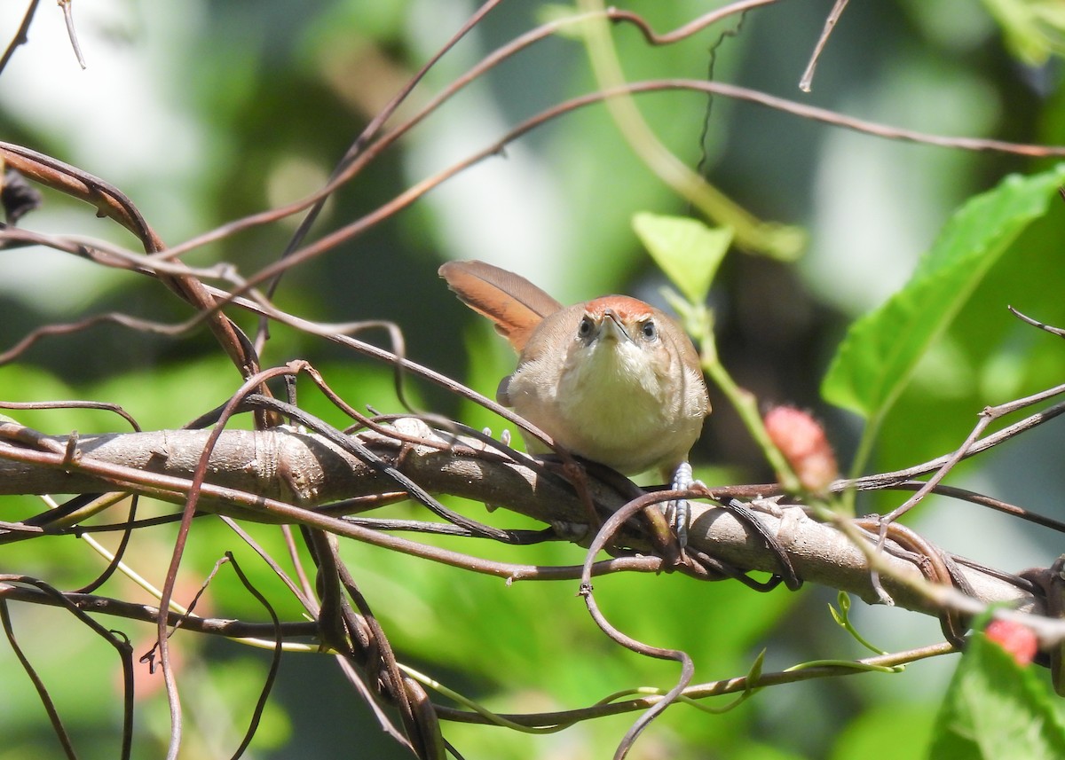 М’якохвіст рудолобий (підвид specularis) - ML643537039
