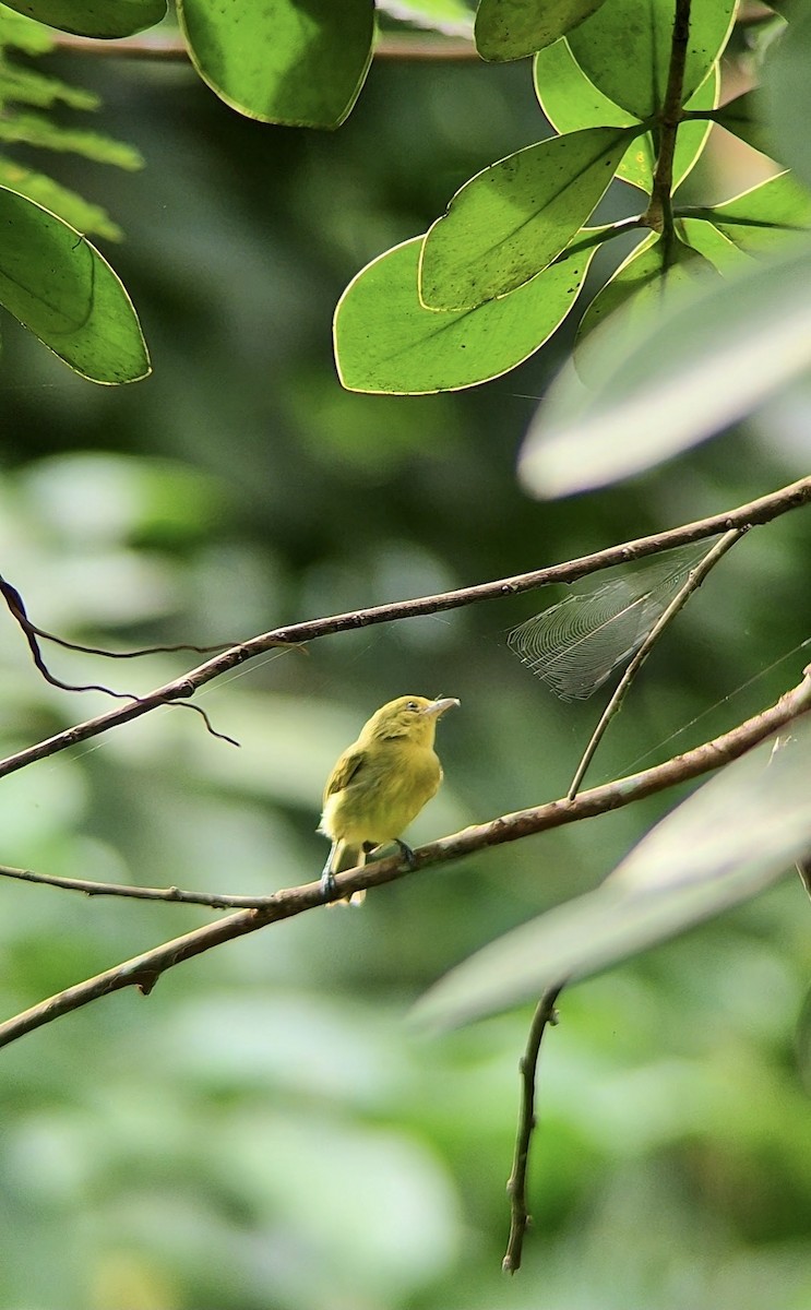 Ochre-lored Flatbill - ML643537042