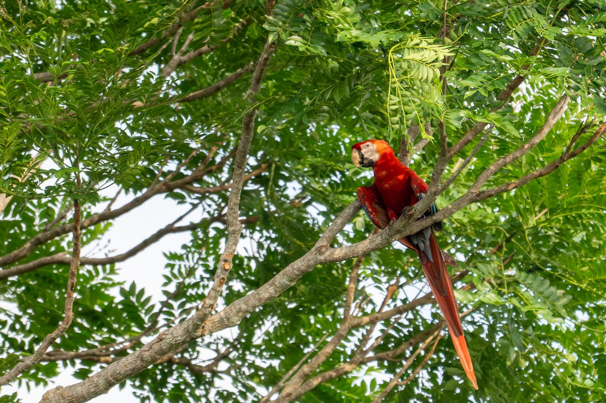 Scarlet Macaw - ML643537046