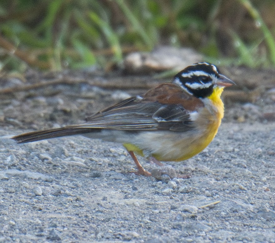 Golden-breasted Bunting - ML643537047