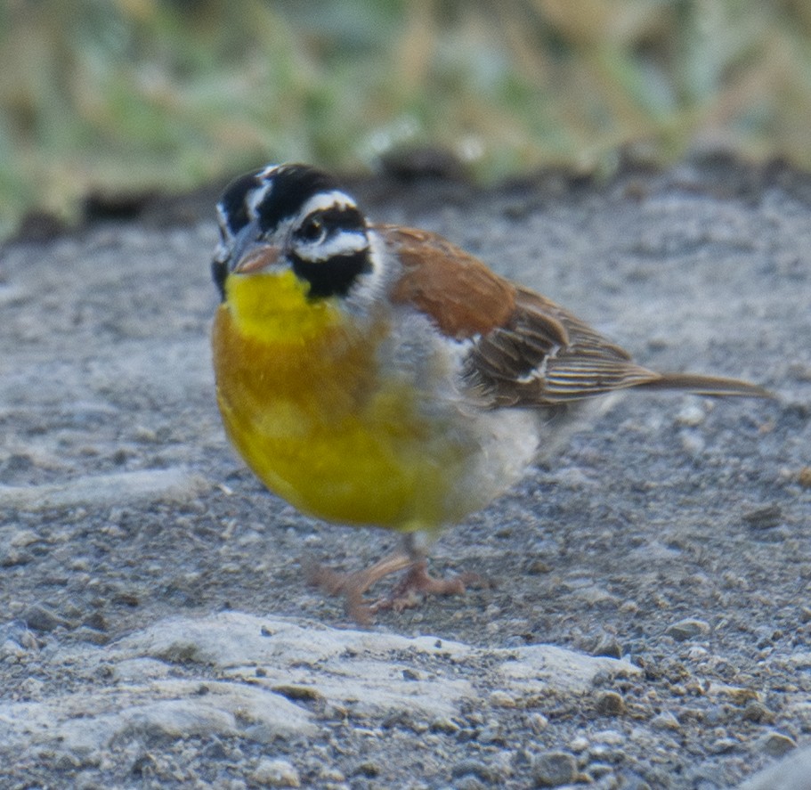 Golden-breasted Bunting - ML643537048