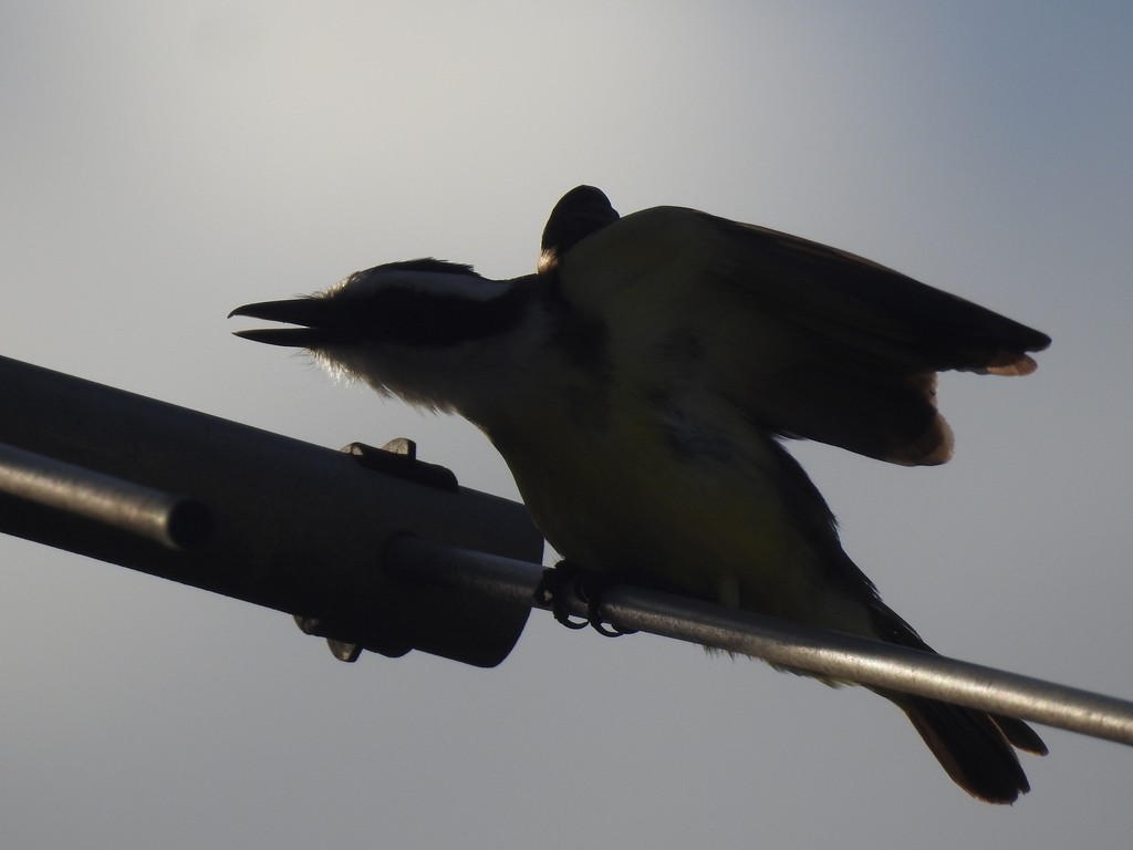 Great Kiskadee - ML643537050