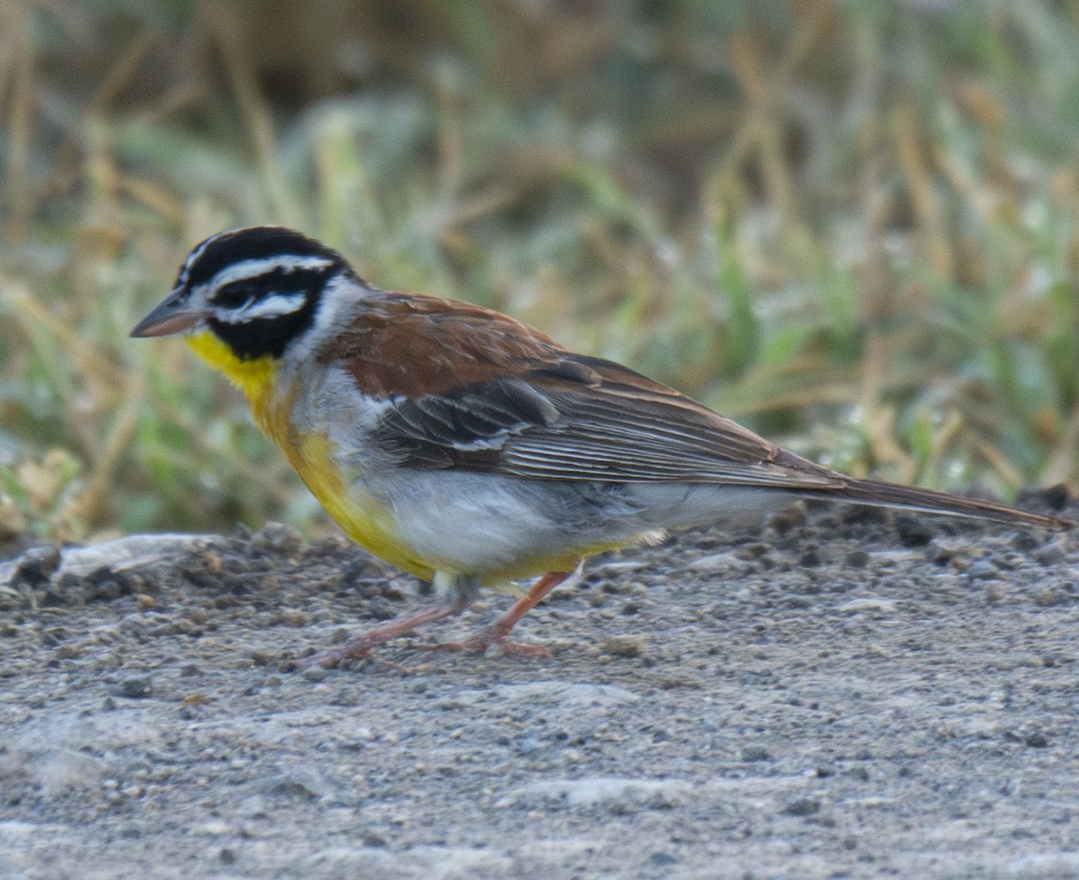 Golden-breasted Bunting - ML643537051