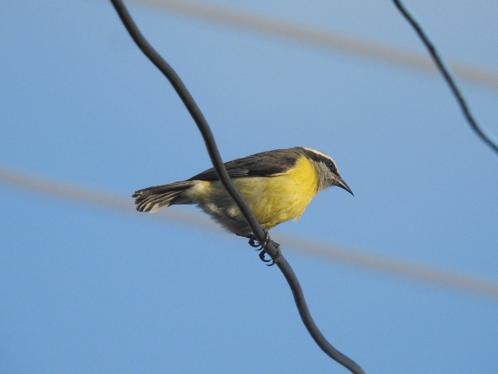 Bananaquit - ML643537052