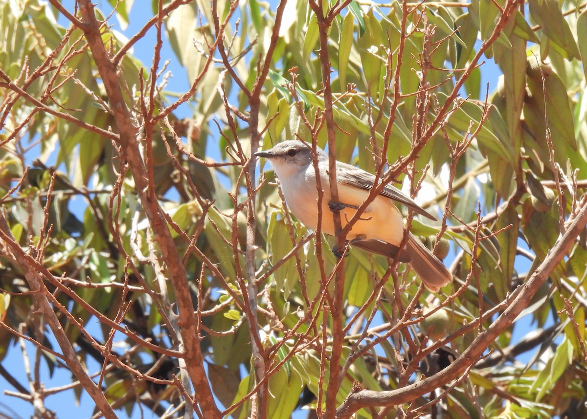 Suiriri Flycatcher - ML643537054