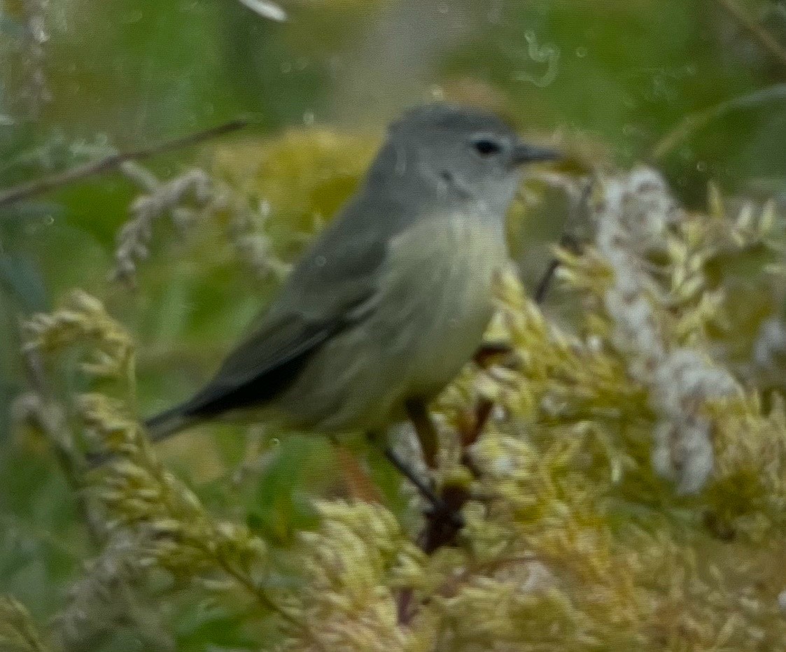 Orange-crowned Warbler - ML643537057