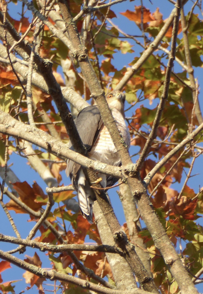 Cooper's Hawk - ML643537059