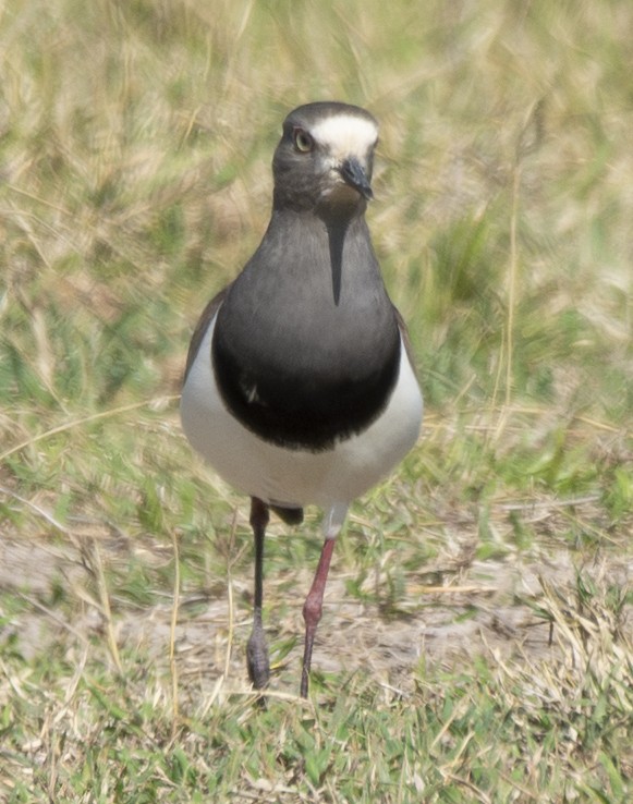 Black-winged Lapwing - ML643537061
