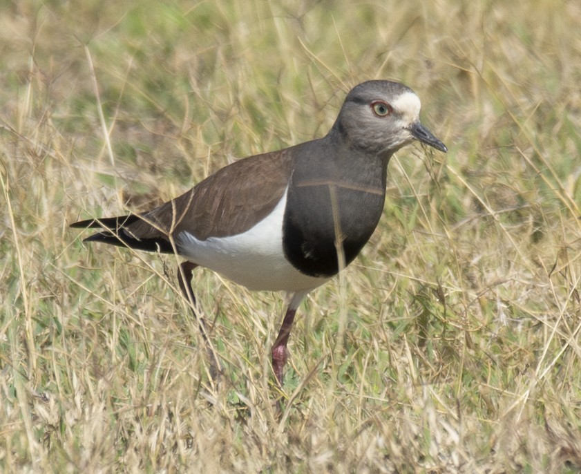 Black-winged Lapwing - ML643537063