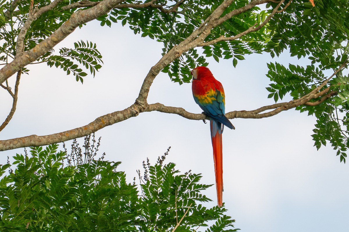 Scarlet Macaw - ML643537065