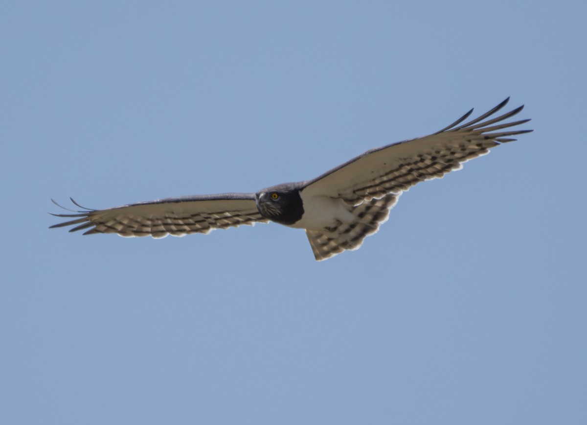 Schwarzbrust-Schlangenadler - ML643537066