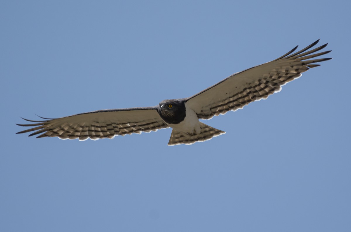 Schwarzbrust-Schlangenadler - ML643537069