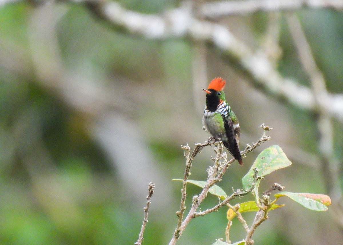 Frilled Coquette - ML643537071
