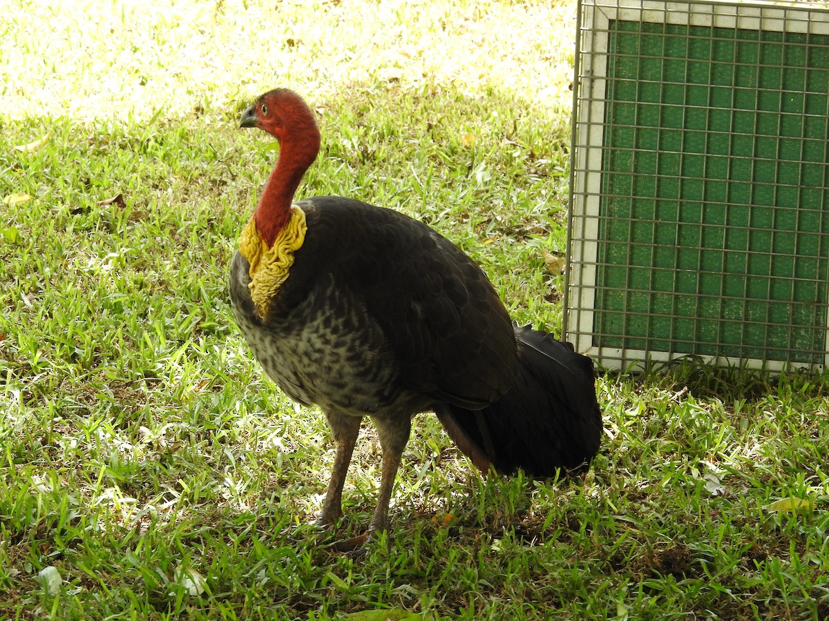 Австралийский курохвост - ML643537074