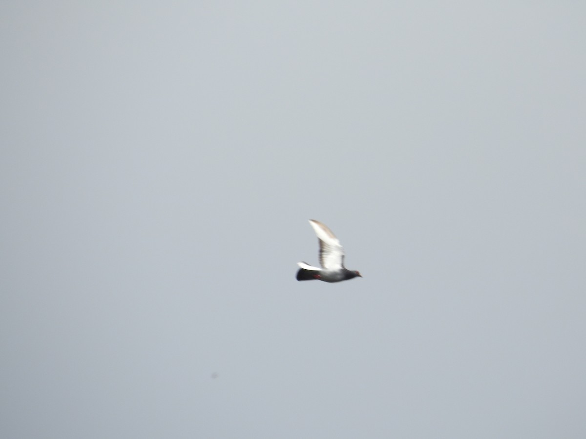 Сизый голубь (Одомашненного типа) - ML643537084