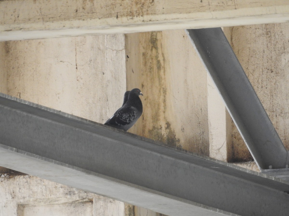 Сизый голубь (Одомашненного типа) - ML643537085